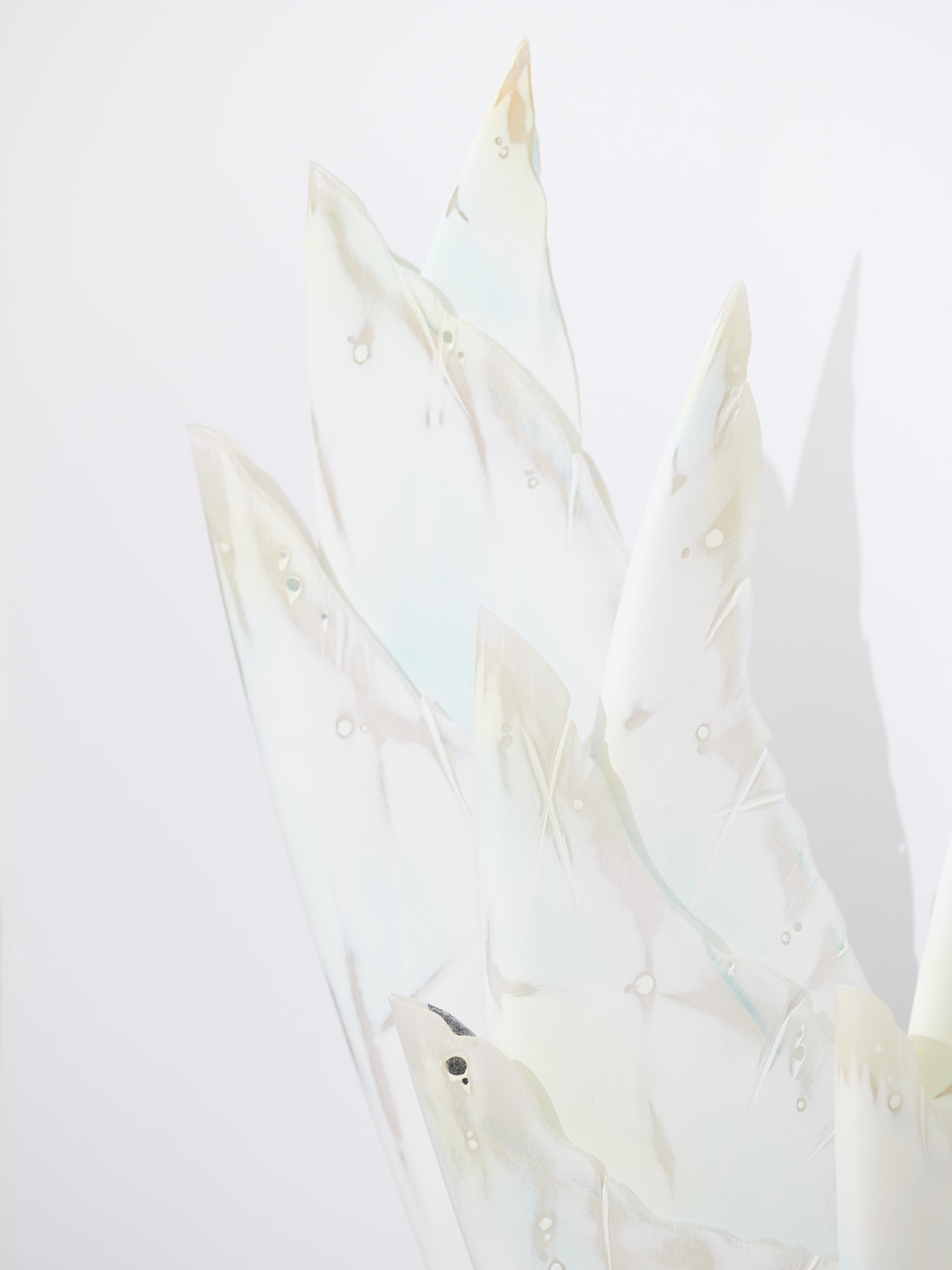 Seaflower #7